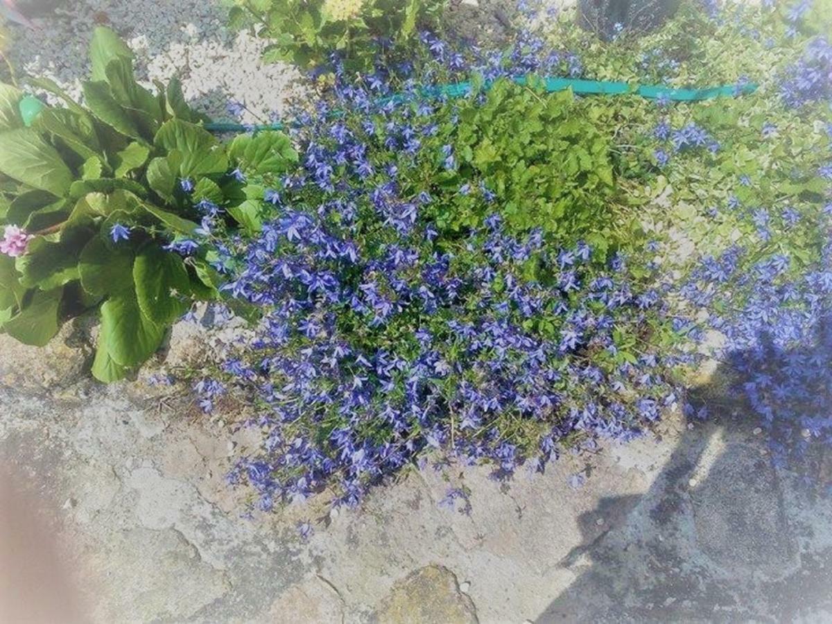 Un Petit Coin De Paradis Gluiras Екстериор снимка